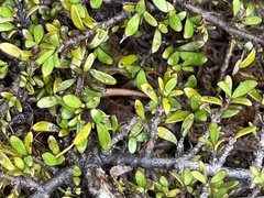 Coprosma cheesemanii