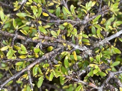 Coprosma cheesemanii