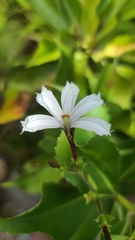 Scaevola chamissoniana