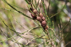 Allocasuarina rigida
