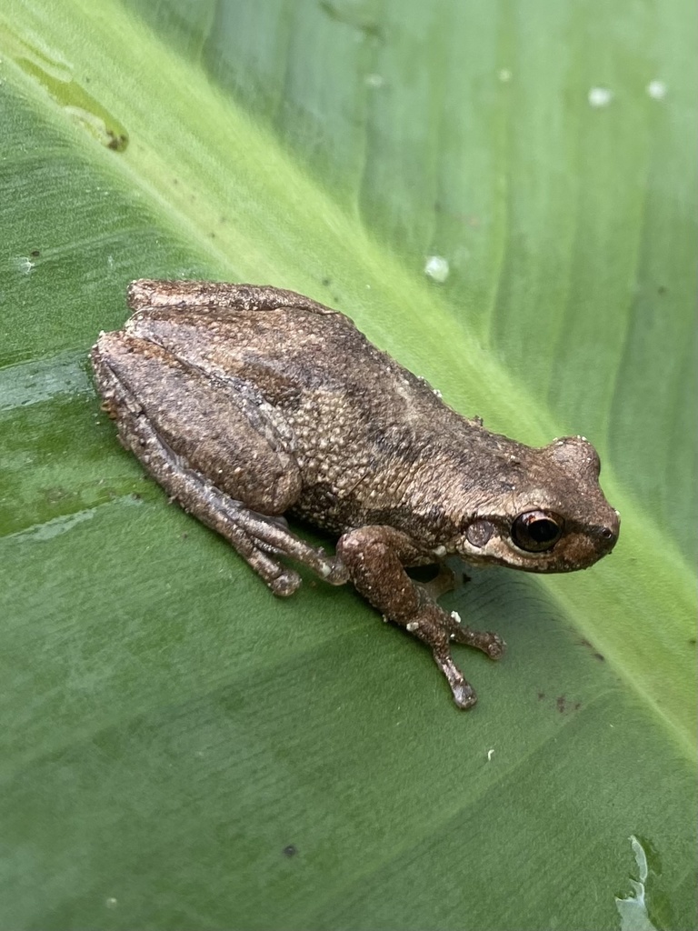 Bleating Tree Frog from Sunnyside Road, Pillar Valley, NSW, AU on ...