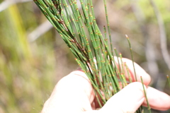 Allocasuarina rigida