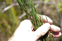 Allocasuarina rigida