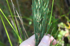 Allocasuarina rigida