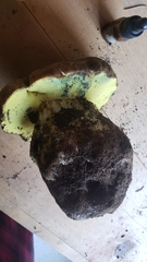 Butyriboletus persolidus