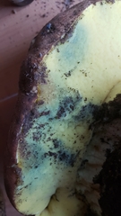 Butyriboletus persolidus