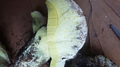 Butyriboletus persolidus