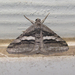 Digrammia atrofasciata - Photo (c) Chuck Sexton, alguns direitos reservados (CC BY-NC), uploaded by Chuck Sexton