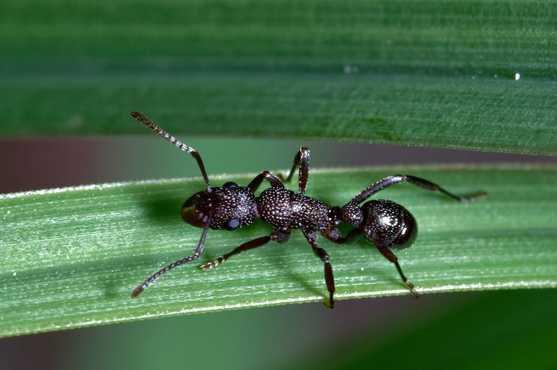 Rhytidoponera dubia