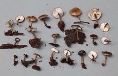 Lactarius humiphilus