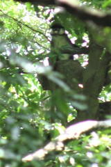 Cercopithecus ascanius schmidti