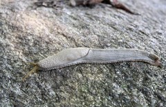 Urocyclidae