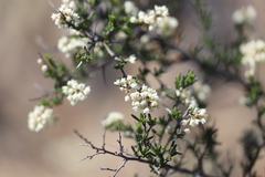 Cryptandra myriantha