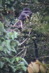 Cercopithecus mitis stuhlmanni