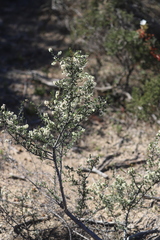 Cryptandra myriantha