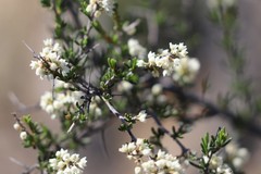 Cryptandra myriantha