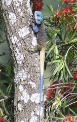 Acanthocercus ugandaensis