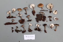 Lactarius humiphilus
