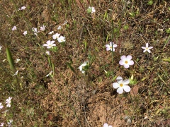 Leptosiphon grandiflorus