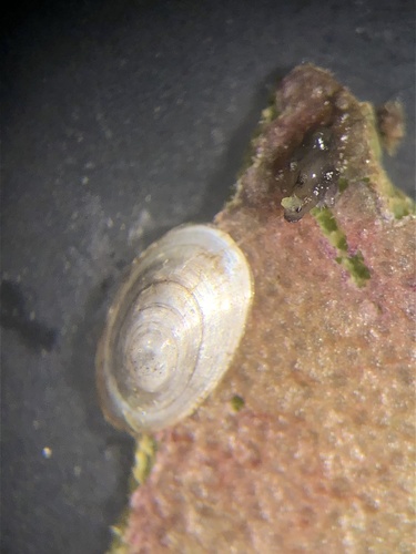 American lake limpet