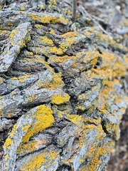 Xanthomendoza fallax