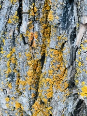 Xanthomendoza fallax