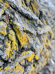 Xanthomendoza fallax