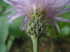 Psephellus hypoleucus