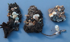 Lactifluus panuoides