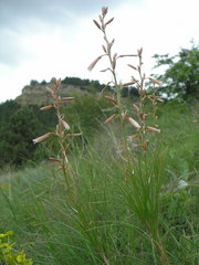 Asphodeline tenuior