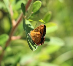 Hypochrysops byzos