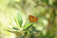 Hypochrysops byzos