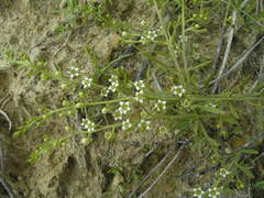 Thesium procumbens