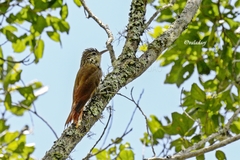 Lepidocolaptes falcinellus