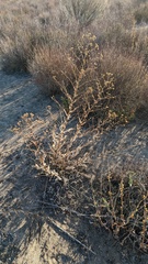 Acourtia microcephala