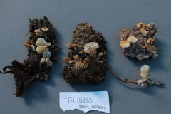 Lactifluus panuoides