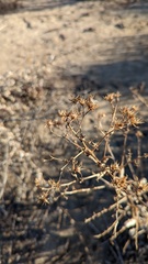 Acourtia microcephala