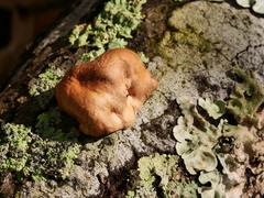 Trichoderma peltatum