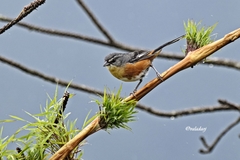 Microspingus lateralis