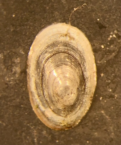 American lake limpet