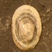 American Lake Limpet - Photo (c) Howard Horne, some rights reserved (CC BY-NC), uploaded by Howard Horne