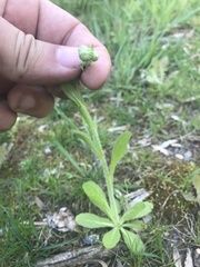 Erigeron pulchellus