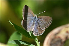 Zizina otis labradus
