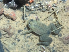Xenopus tropicalis