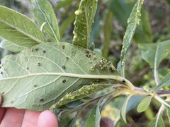 Eriophyes plucheae