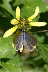 Zizina otis labradus