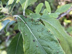 Eriophyes plucheae