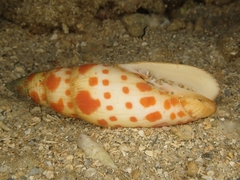 Mitra mitra