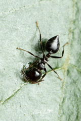 Crematogaster laeviceps