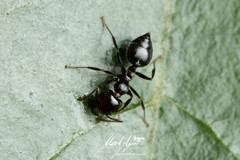 Crematogaster laeviceps